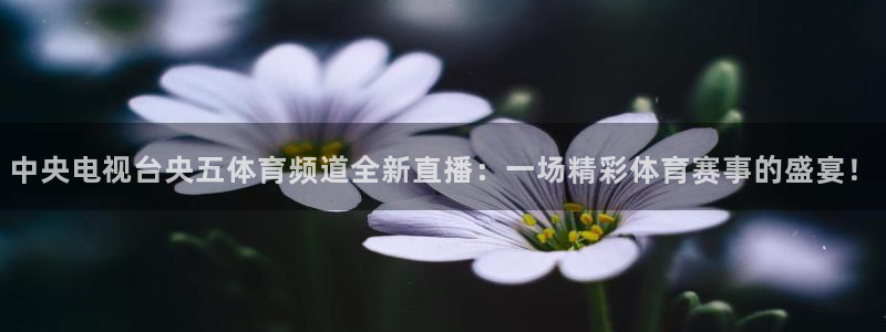 中央电视台央五体育频道全新直播：一场精彩体育赛事的盛宴！