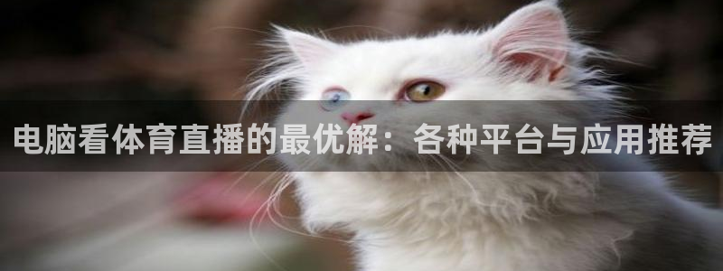 电脑看体育直播的最优解：各种平台与应用推荐
