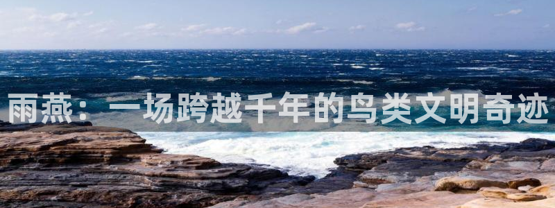 雨燕：一场跨越千年的鸟类文明奇迹