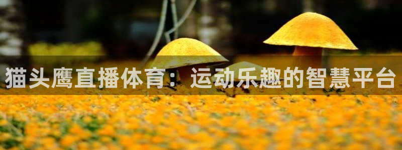 猫头鹰直播体育：运动乐趣的智慧平台