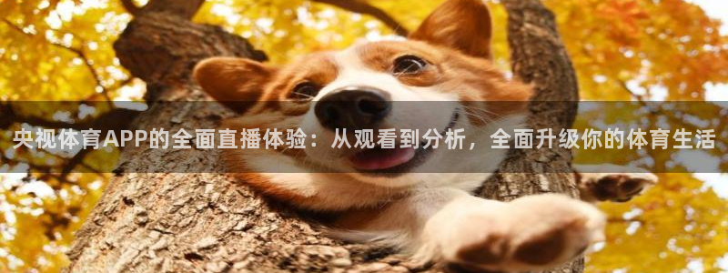 央视体育APP的全面直播体验：从观看到分析，全面升级你的体育生活